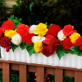 Dubbelbloemige begonia Mix