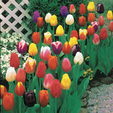 50 Triumph Tulpen gemengd - Tulipa - Willemse