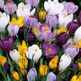 Crocus vernus - 100 Krokus Grootbloemig gemengd - Krokus