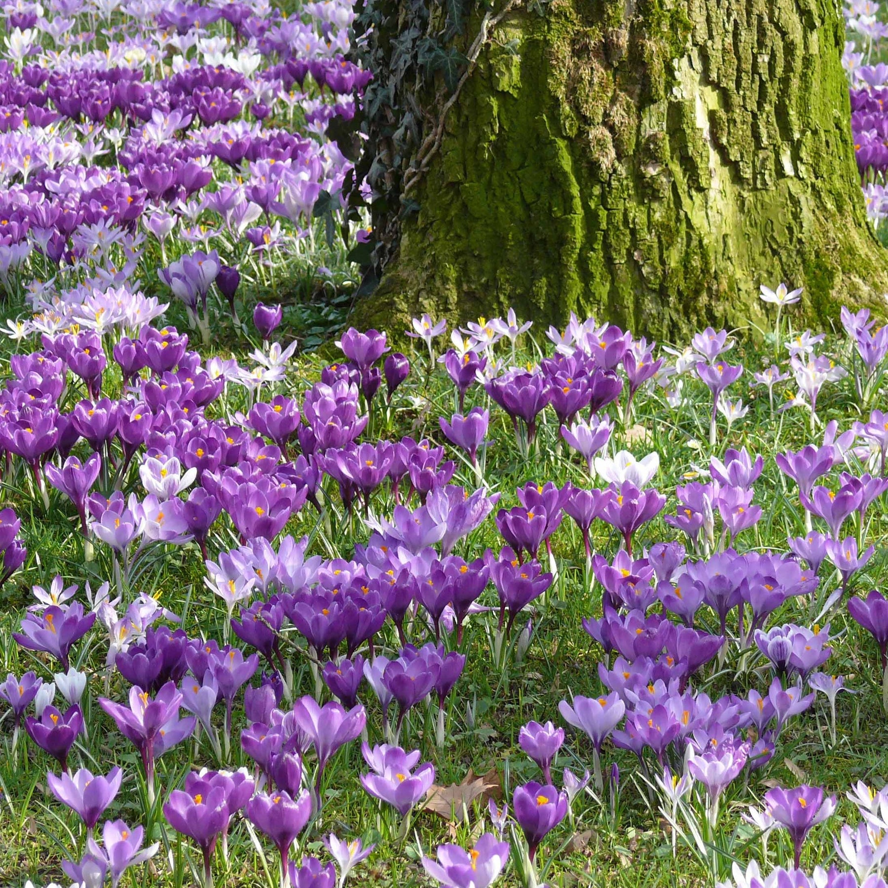 Krokus - 100 Krokus Grootbloemig gemengd - Crocus vernus