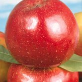 Appelboom Rode Boskoop - Willemse