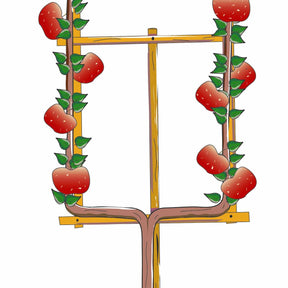 Appelboom Rode Boskoop