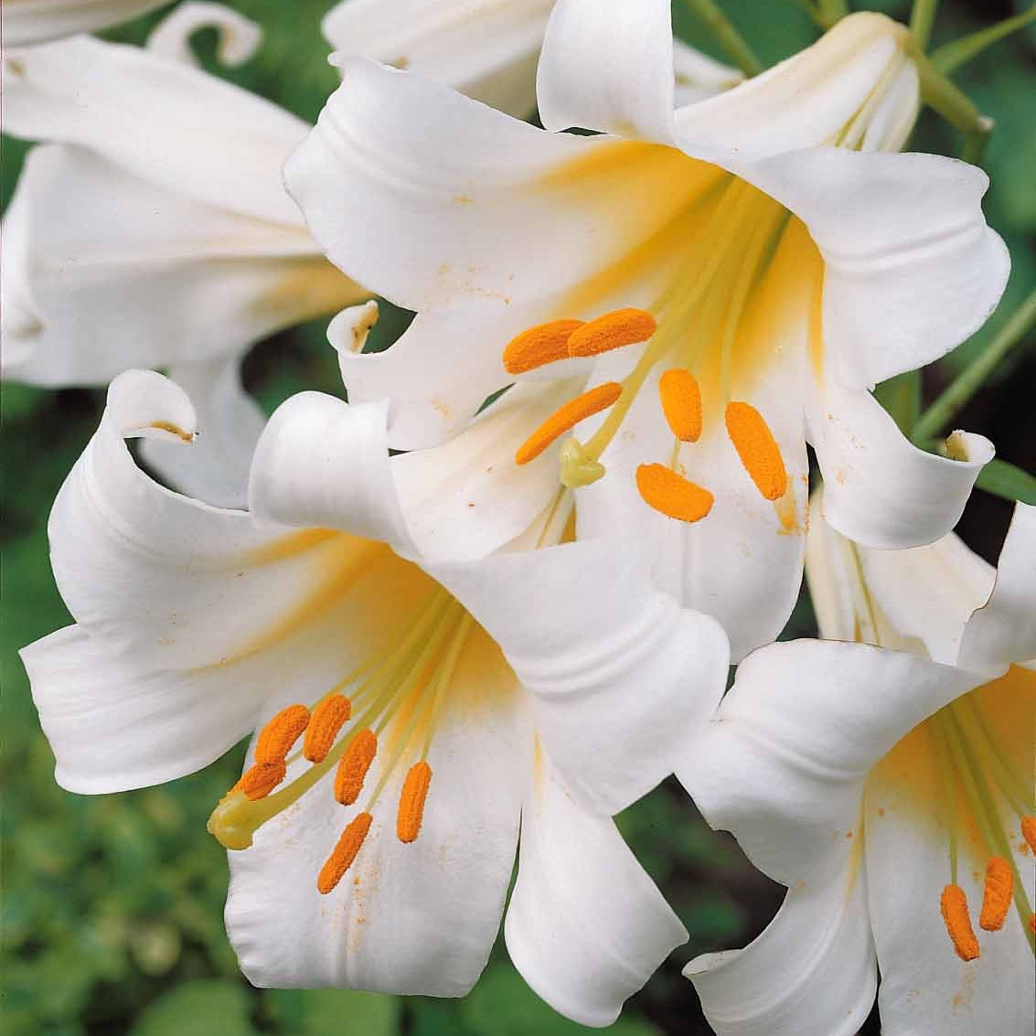 Witte koningslelie (3x) - Lilium regale album - Willemse