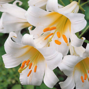 Witte koningslelie (3x) - Lilium regale album - Willemse