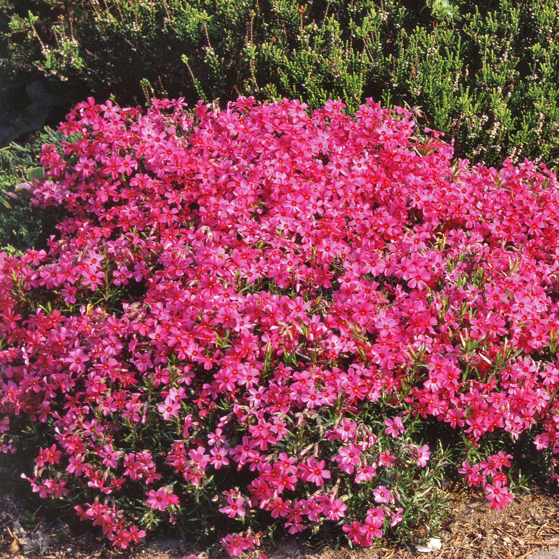 Borstelvlambloem Moerheimii roze - Willemse
