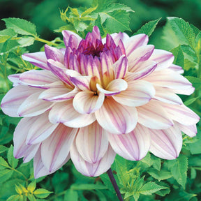 Dahlia Flashback - Decoratieve Dahlia's 'Flashback' - Dahlia 
