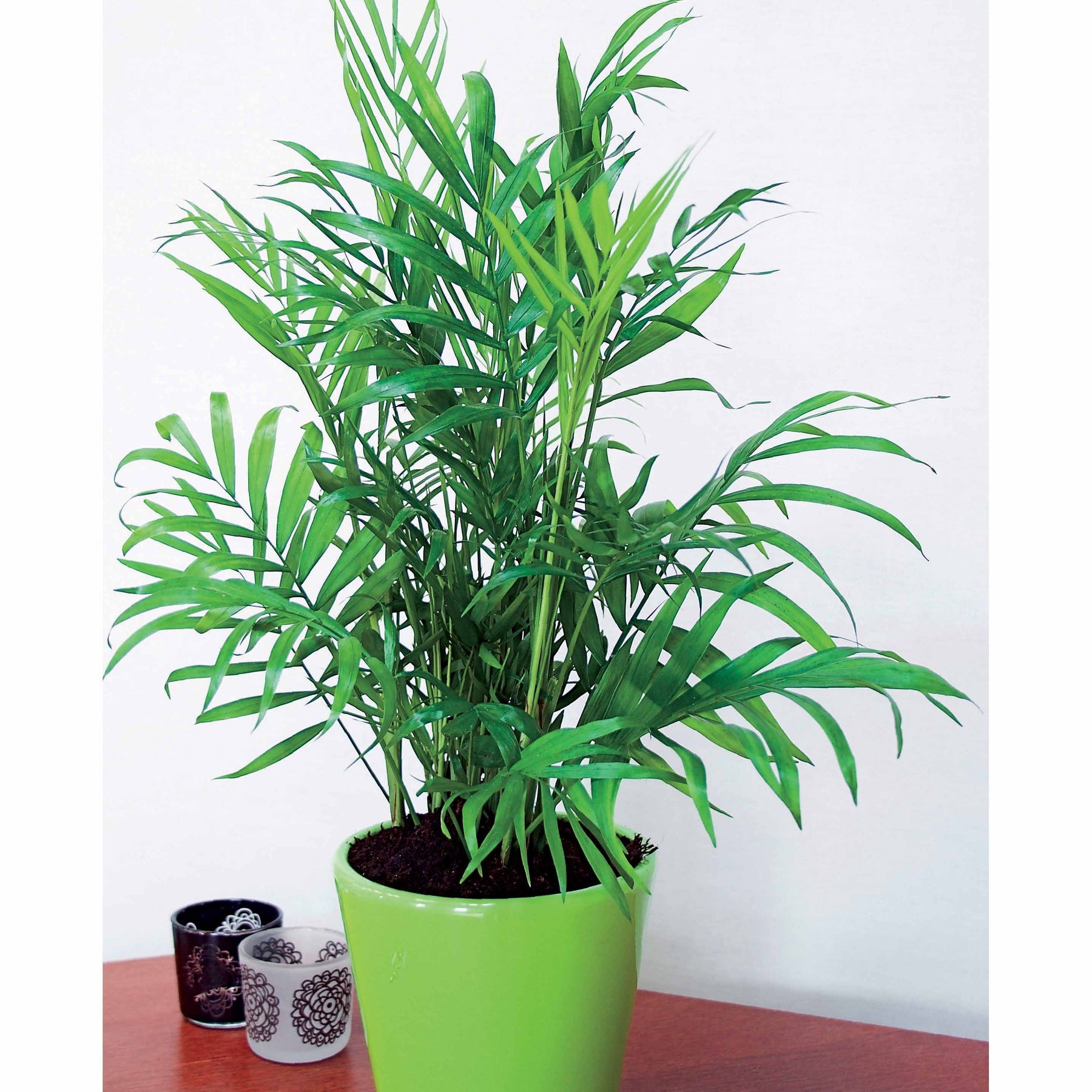 Goudpalm incl. witte sierpot - Dypsis lutescens - Willemse