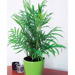 Goudpalm incl. witte sierpot - Dypsis lutescens - Willemse