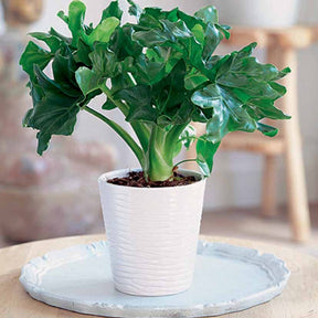 Philodendron Monstera Atom incl. witte sierpot ELHO - Willemse