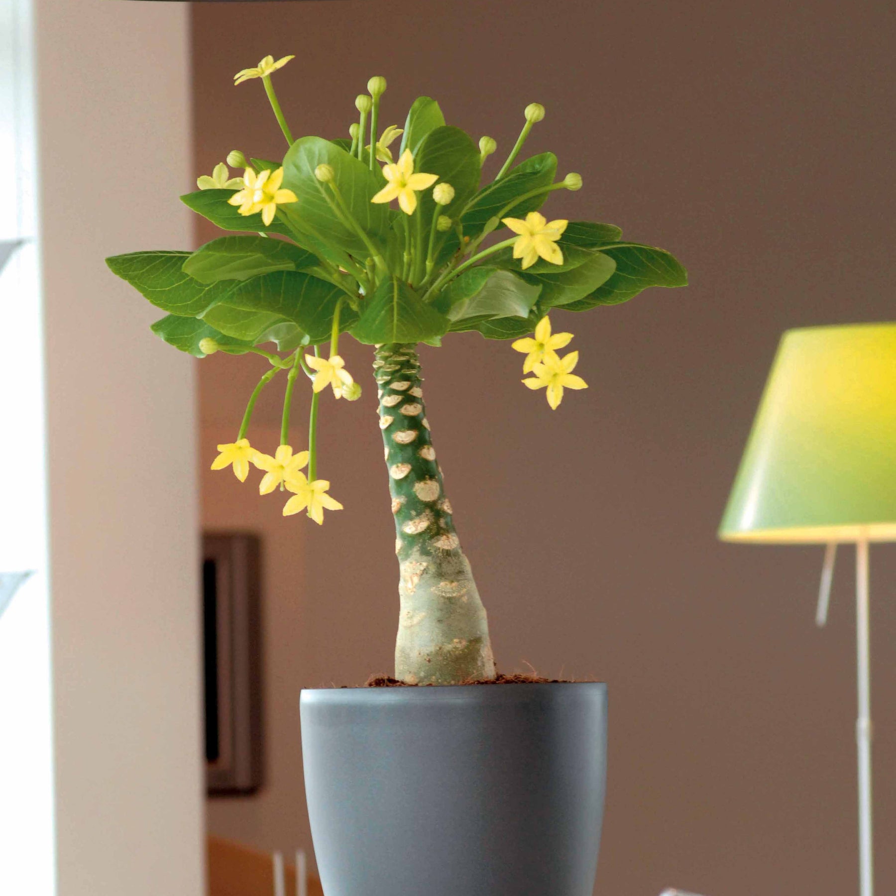 Hawaiiaanse palmboom incl. witte sierpot - Willemse
