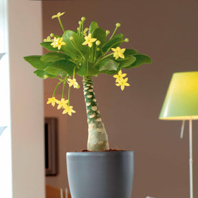 Hawaiiaanse palmboom incl. witte sierpot - Willemse