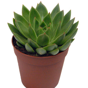 Echeveria incl. witte sierpot - Echeveria agavoides - Willemse