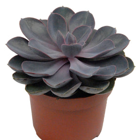 Echeveria 'Pearl van Nuernberg' incl. witte sierpot - Willemse