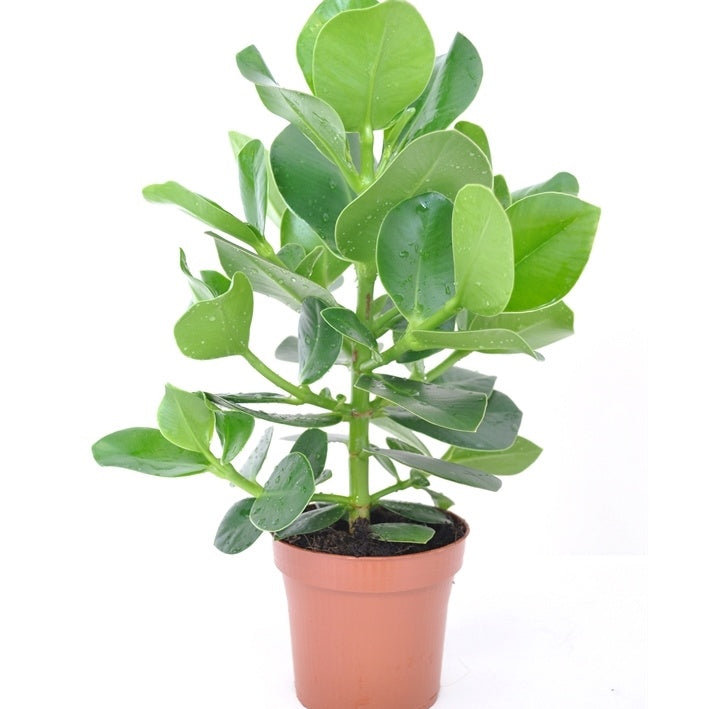 Clusia princess - Clusia 'Princess' incl. witte sierpot - Kamerplanten met potten