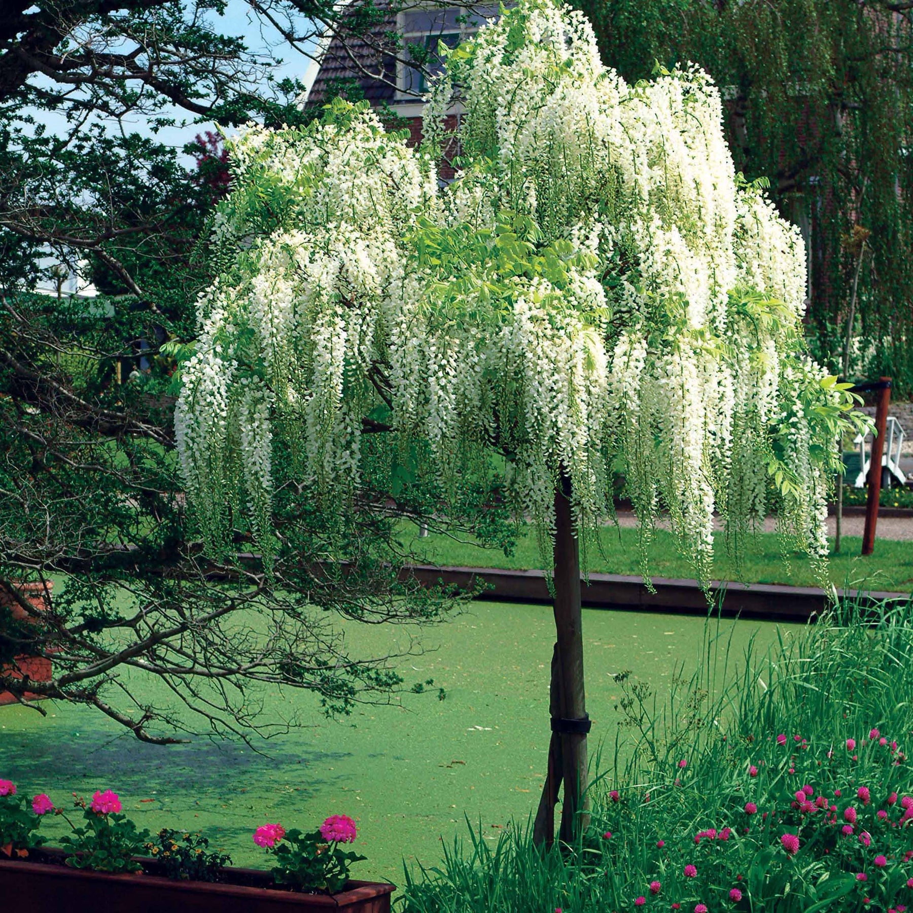 Witte regen 'Alba'- op stam - Wisteria - Willemse