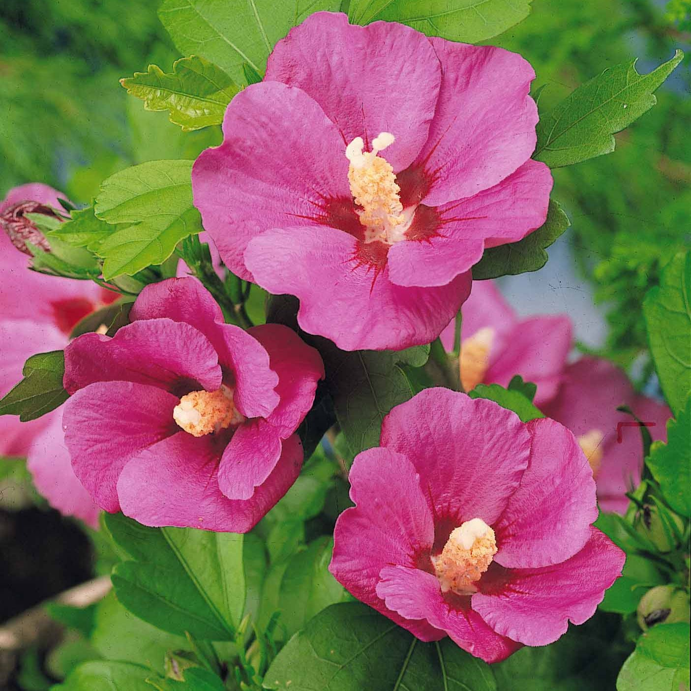 Altheastruik op stam - Hibiscus syriacus - Willemse