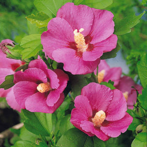 Altheastruik op stam - Hibiscus syriacus - Willemse