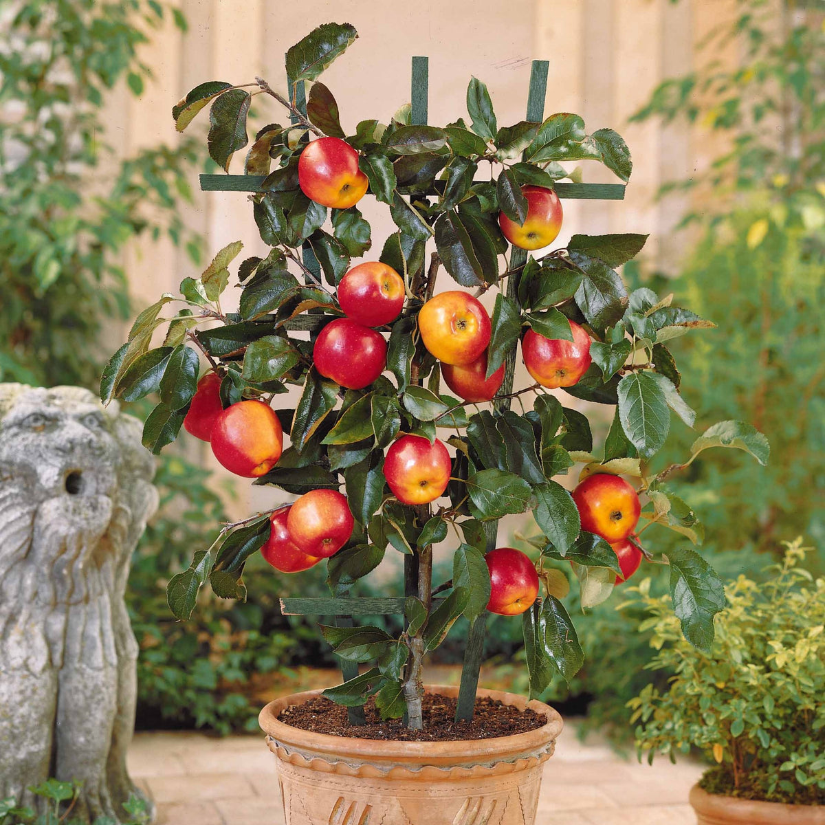 Appelboom 'Gala' de pot - Willemse