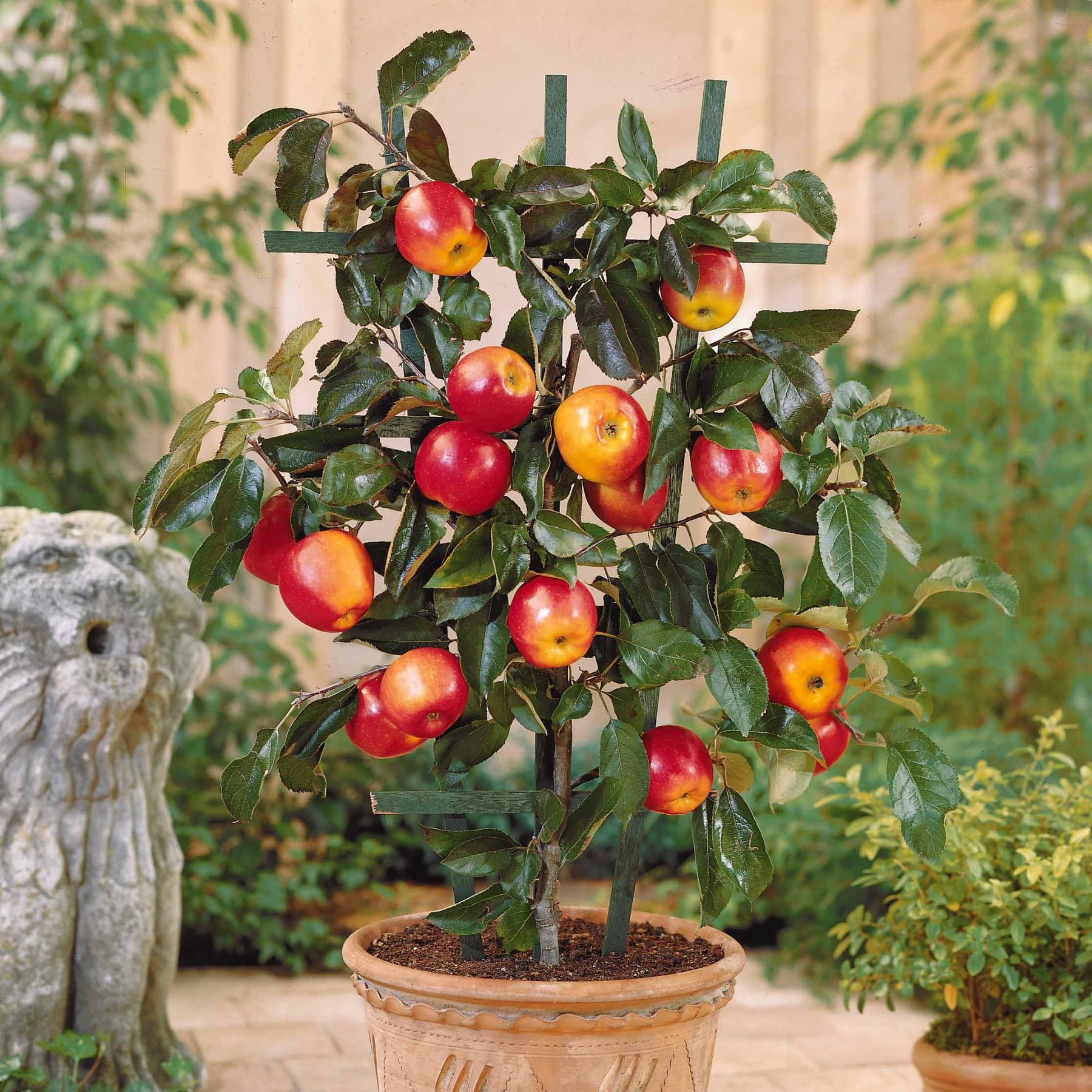 Appelboom 'Gala' de pot - Willemse