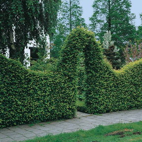 Haagbeuk (x10) - Carpinus betulus