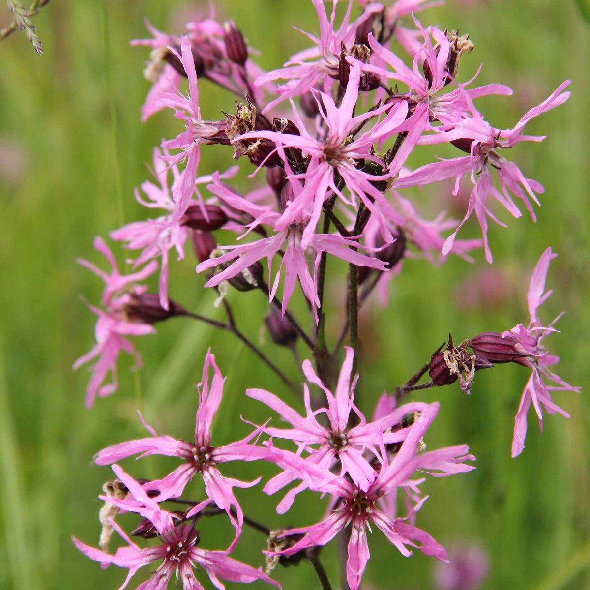 Echte koekoeksbloem - Willemse