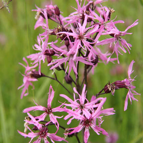 Echte koekoeksbloem - Willemse