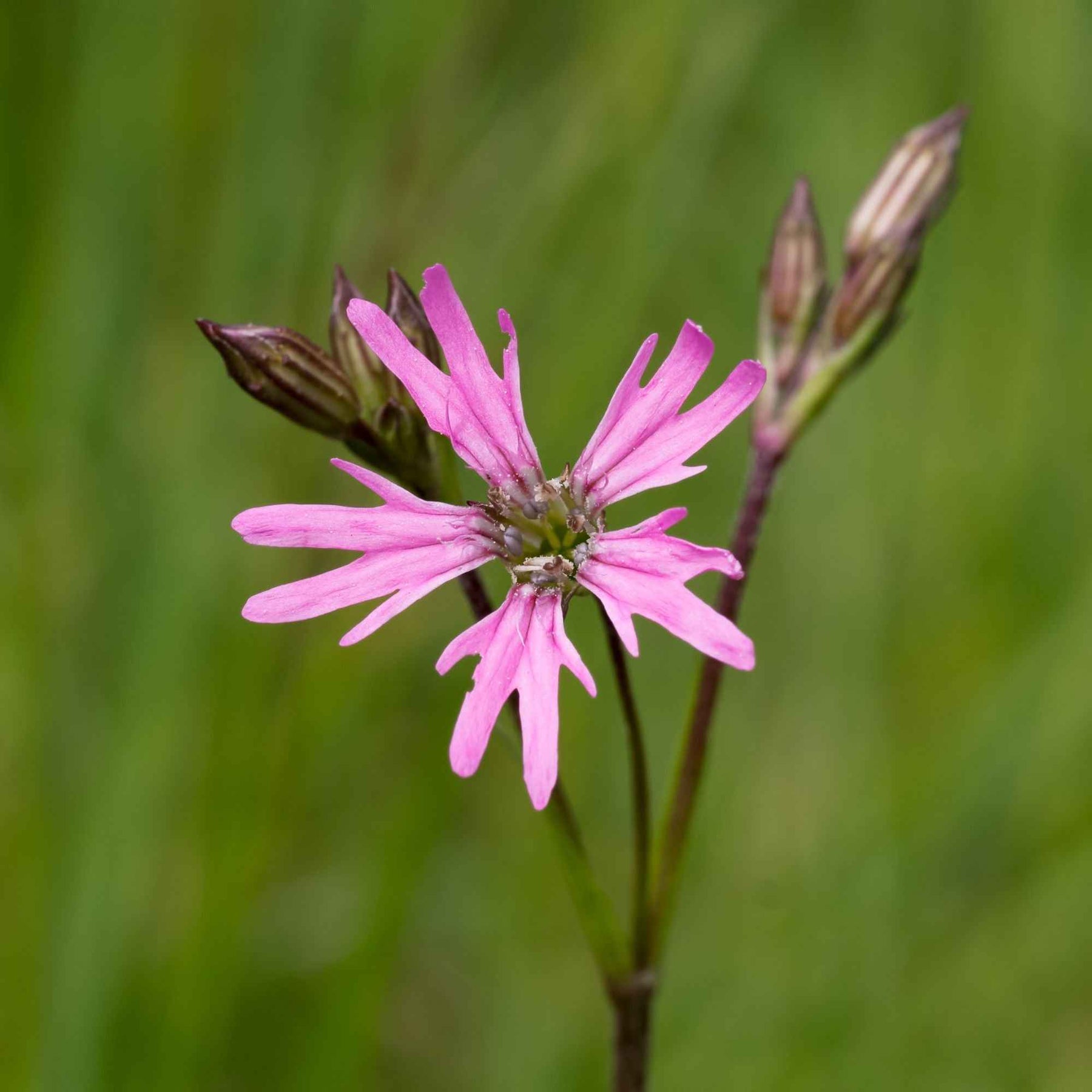 Echte koekoeksbloem - Lychnis flos-cuculi - Willemse