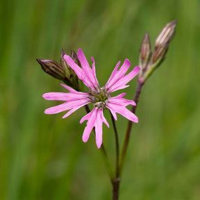 Echte koekoeksbloem - Lychnis flos-cuculi - Willemse