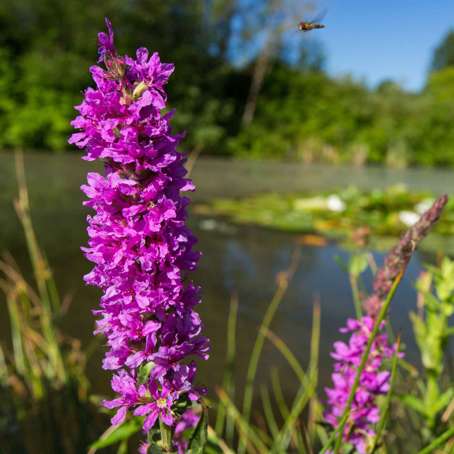 Lythrum salicaria - Kattestaart - Alle vijverplanten