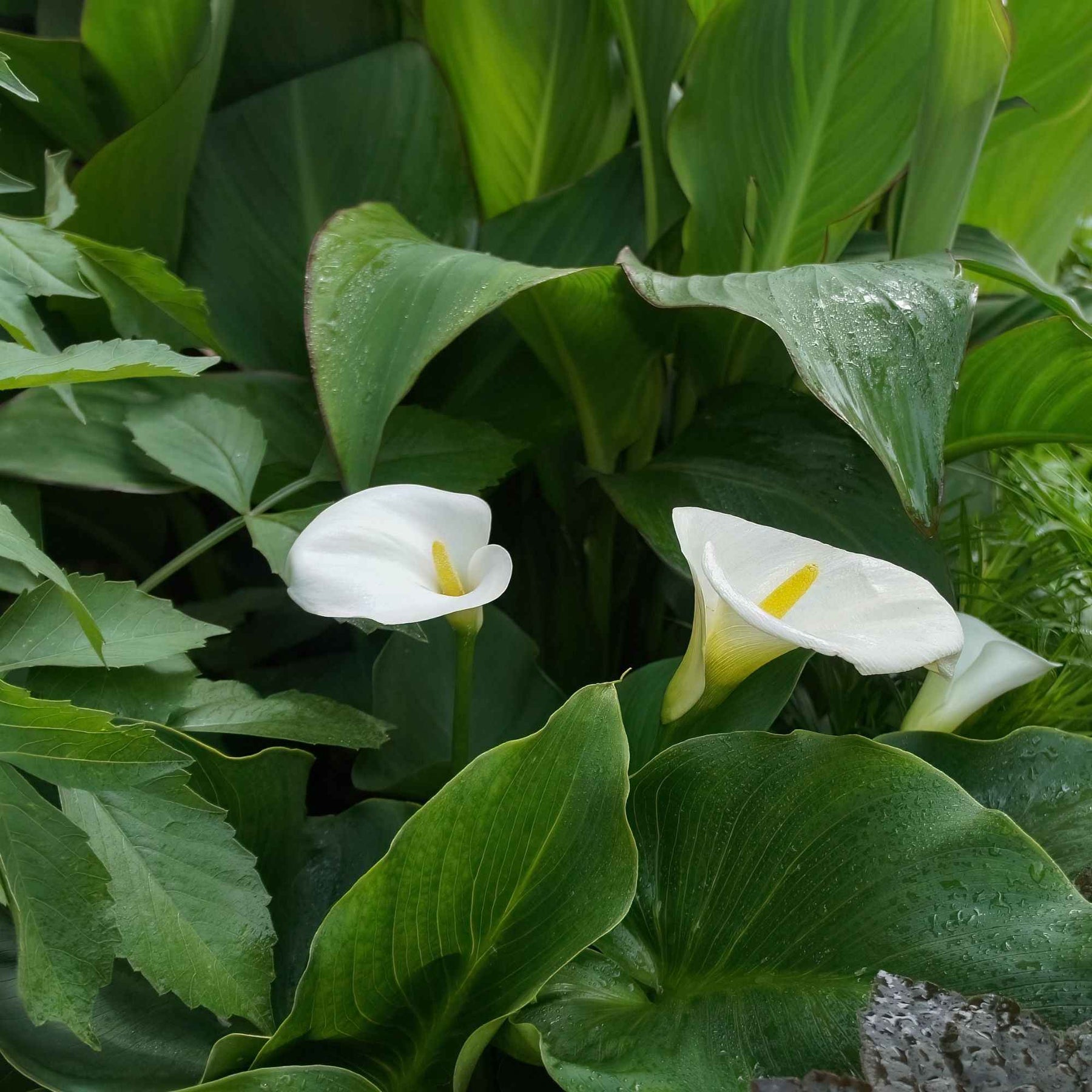 Zantedeschia aethiopica - Ethiopische witte aronskelk - Alle vijverplanten