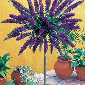Vlinderstruik 'Empire Blue' op stengel - Willemse