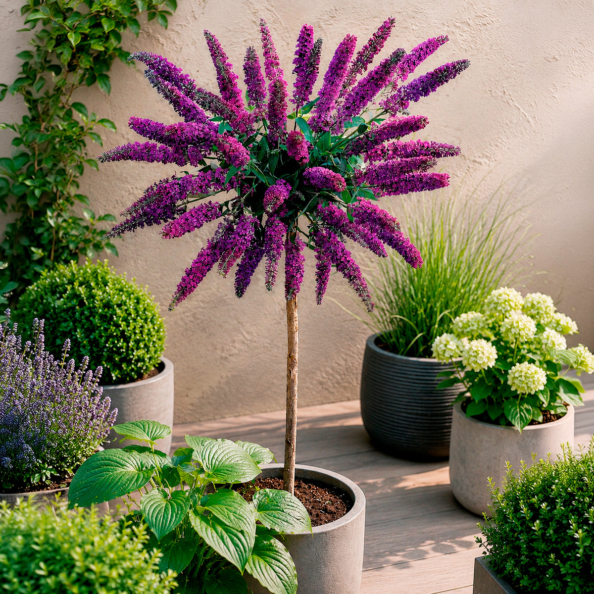 Vlinderstruik 'Empire Blue' op stengel - Willemse