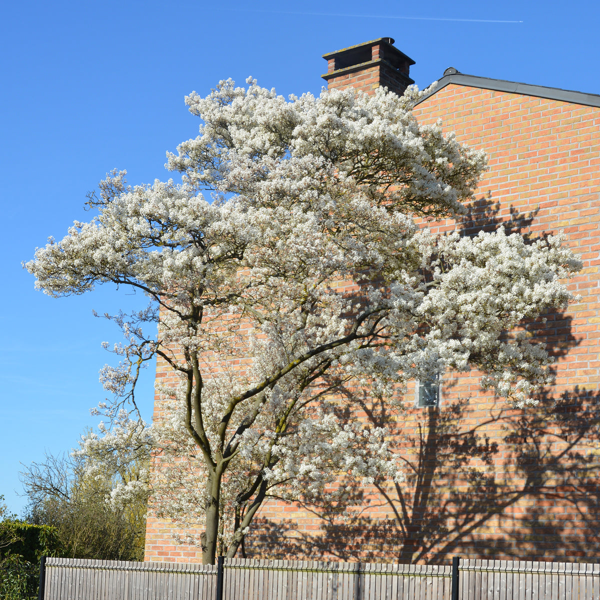 Verkoop Canadese krentenboompje
