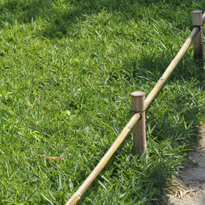 Pygmee bamboe - Pleioblastus pygmaeus - Willemse