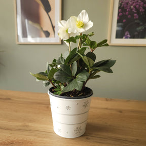 Kamerplanten voor binnen - Kerstroos 'Christmas Carol' en met kerstpot - Helleborus niger Christmas Carol