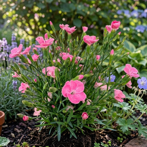Anjer Peach Party - Dianthus caryophyllus - Willemse