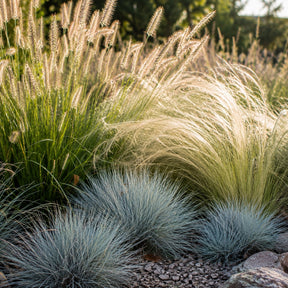 3 siergrassen voor droge grond - Pennisetum alopecuroides,Stipa tenuissima ,Festuca glauca - Willemse
