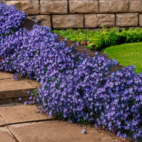 Bloeiende vaste planten - 4 bodembedekkers voor muurtjes - Campanula poscharskyana, Sedum acre