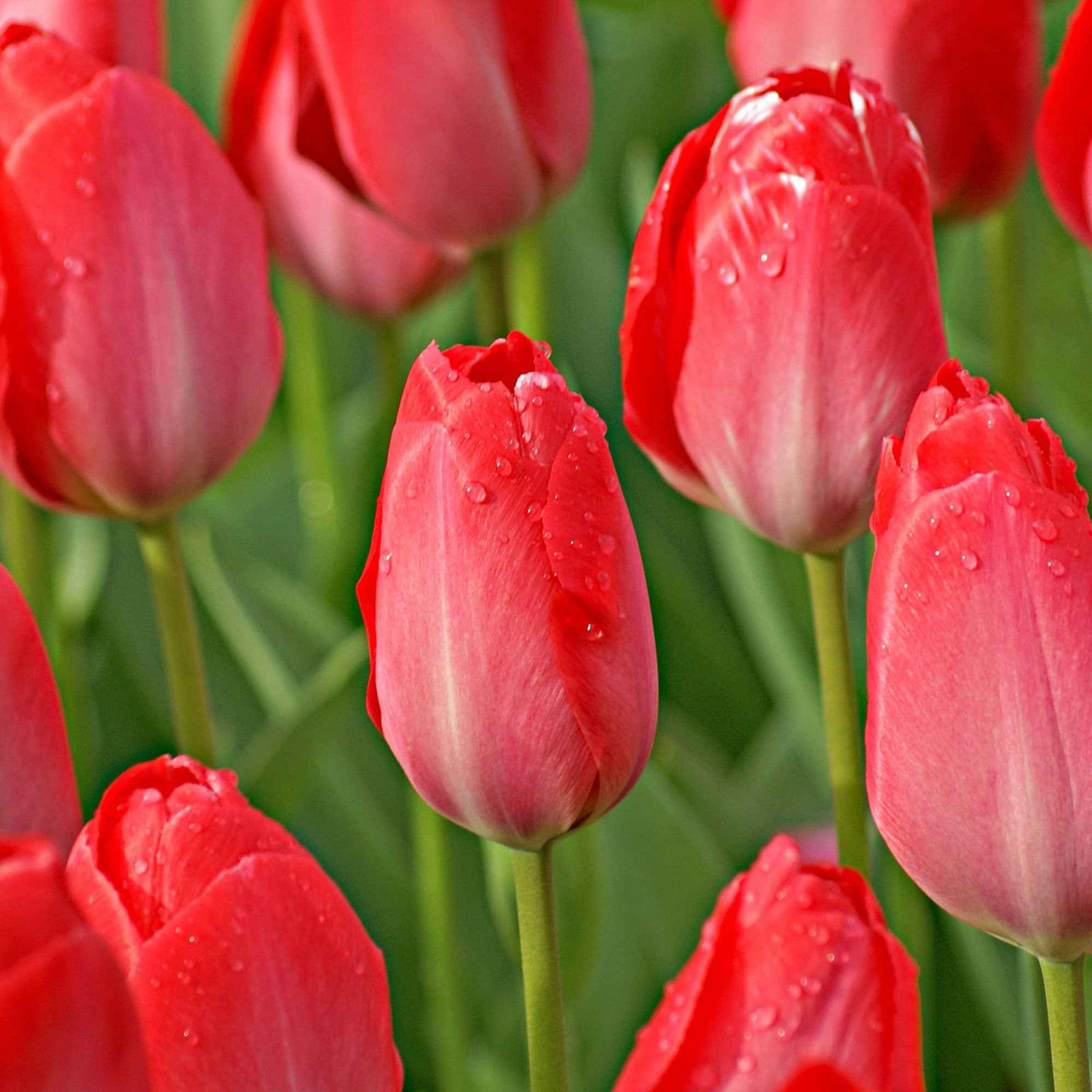 Tulpen - Tulp Van Eijk & narcis Bridal Crown - Tulipa Van Eijk, Narcissus Bridal Crown