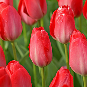 Tulpen - Tulp Van Eijk & narcis Bridal Crown - Tulipa Van Eijk, Narcissus Bridal Crown