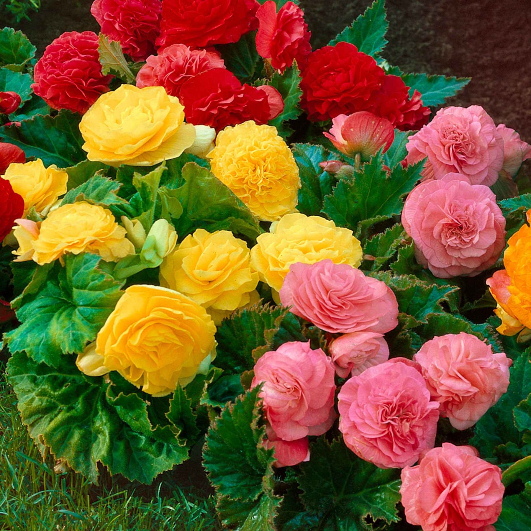 Begonia multiflora non stop - Begonia Mix 'Non Stop' (x6) - Begonia