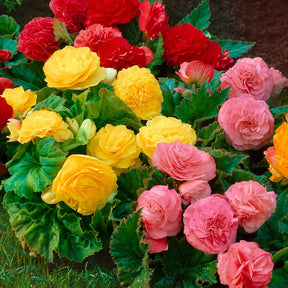 Begonia multiflora non stop - Begonia Mix 'Non Stop' (x6) - Begonia