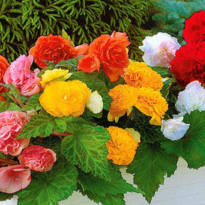 Begonia Mix 'Non Stop' (x6) - Begonia multiflora non stop - Willemse