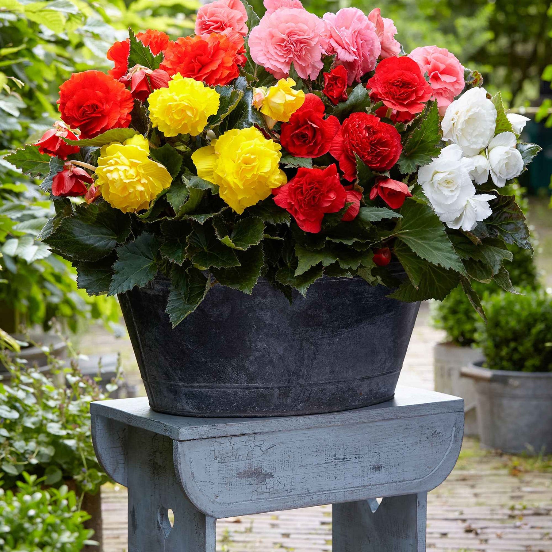 Begonia Mix 'Non Stop' (x6) - Willemse