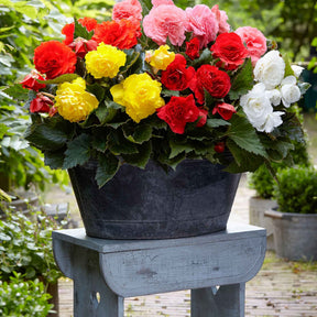 Begonia Mix 'Non Stop' (x6) - Willemse