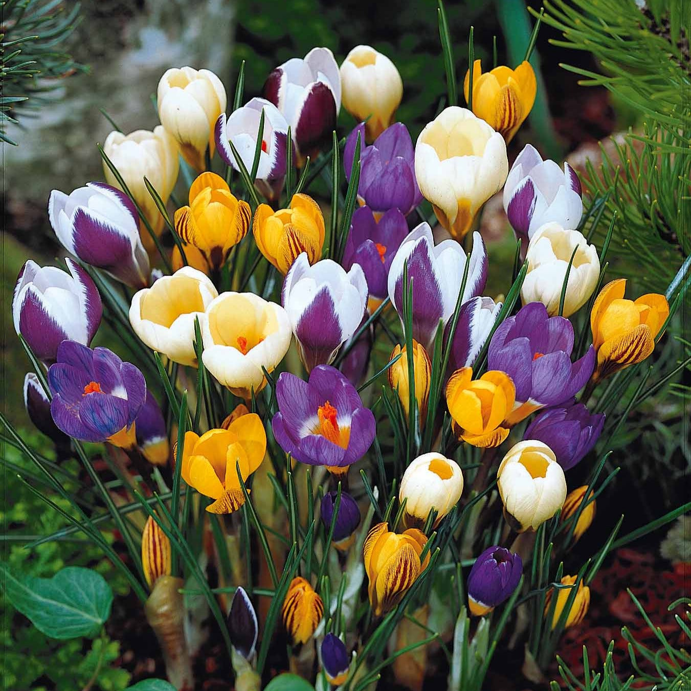 Botanische krokus Mix (x50) - Willemse
