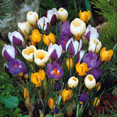 Botanische krokus Mix (x50) - Willemse