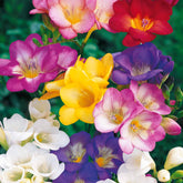 Freesia Mix 'Flower Fragrance' (x25) - Freesia - Willemse