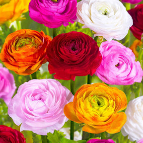 Ranunculus asiaticus - Ranonkel Mix - Ranunculus