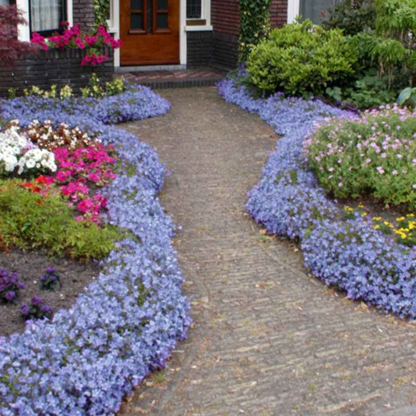 Campanula portenschlagiana - Muurtklokje - Klokjesbloem